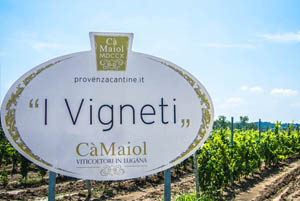 意大利圣玛格丽塔酒业集团收购Càmaiol