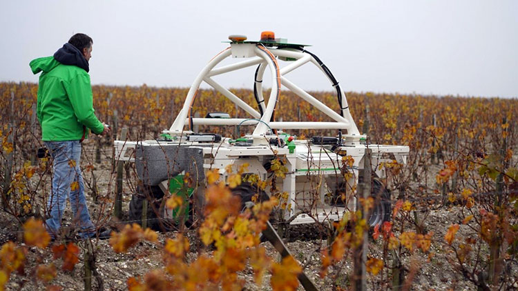 法国木桐酒庄Chateau Mouton Rothschild测试机器人管理葡萄园