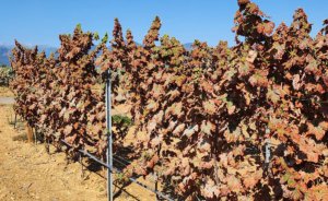 叶蝉入侵法国：葡萄园遭遇“吸血危机”