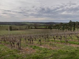 法国葡萄酒生产商开始重视无醇产品 法国葡萄酒生产商开始重视无醇产品